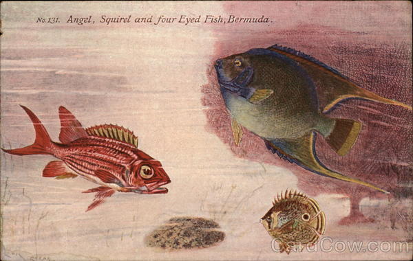 Angel, Squirel and Four Eyed Fish Bermuda