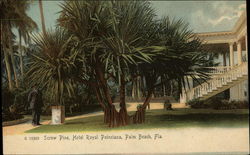 Screw Pine, Hotel Royal Poinciana Palm Beach, FL Postcard Postcard