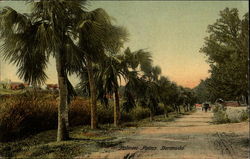 Palmeto Palms Bermuda Postcard Postcard