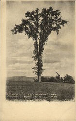 The Old Sentinel Tree Postcard