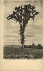 The Old Sentinel Tree North Orange, MA Postcard Postcard