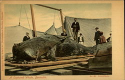 A Captured Whale Bermuda Postcard Postcard