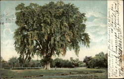 Lancaster Elm, Largest in NE Mass Postcard