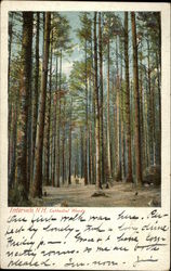 Cathedral Woods Postcard