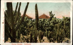Cactus Garden Postcard