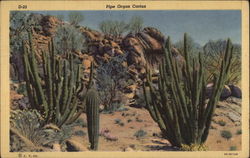 Pipe Organ Cactus Postcard
