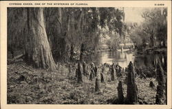 Cypress Knees: One of the Mysteries of Florida Postcard