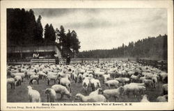 Sheep Ranch in Mountains, Sixty-five Miles west of Roswell Postcard
