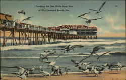 Feeding the Sea Gulls from Pier Postcard