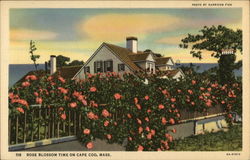 Rose Blossom Time Postcard