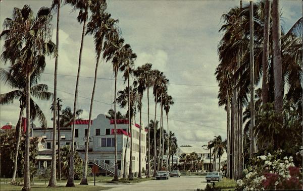 Towering Washignton palms Everglades City Florida