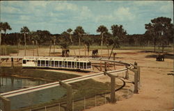 The "Skyrail Safari" Tampa, FL Postcard Postcard