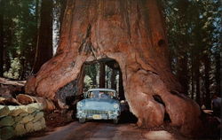 Wawona Drive Through Tree Yosemite National Park, CA Postcard Postcard