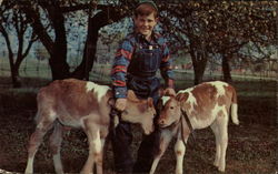 Boy with calves Postcard