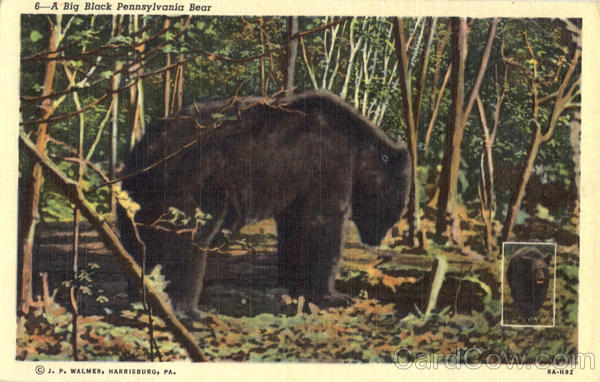 A Big Black Pennsylvania Bear Bears