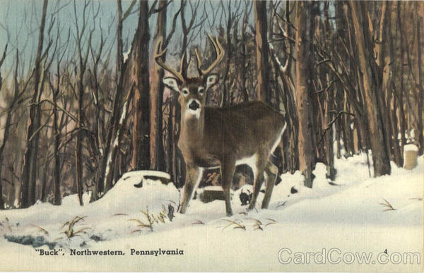 Deer, Buck - Northwestern Pennsylvania
