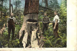 In the Forests of Elk County Postcard