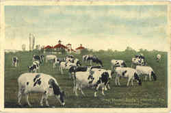 The Model Dairy - Cows Postcard