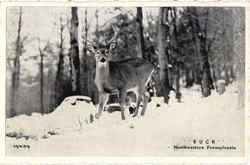 Buck - Northwestern Pennsylvania Postcard