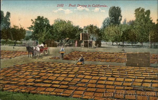 Fruit Drying in California