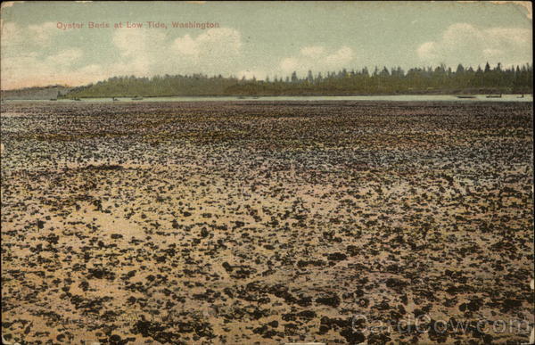 Oyster Beds at Low Tide Washington