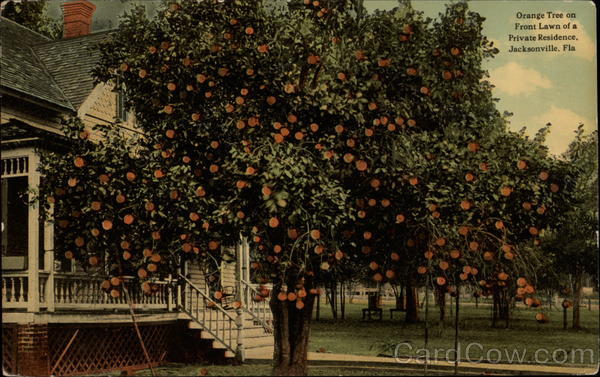 Orange Tree on Front Lawn of a Private Residence Jacksonville Florida