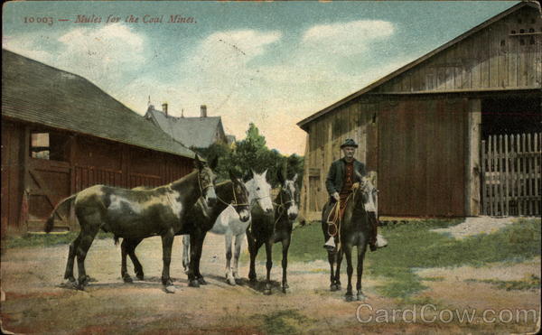 Mules for the Coal Mines Mining