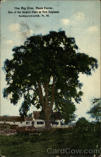 The Big Elm, Ham Farm Somersworth New Hampshire