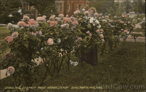 Caroline Testaut Rose Hedge (East Side) Portland Oregon