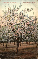 Apple Tree in Blossom Postcard