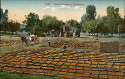 Fruit Drying in California Postcard