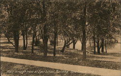Walk through trees at East School Building Postcard
