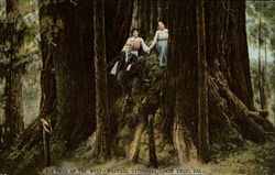 Big Trees of the West - Ingersol Cathedral Santa Cruz, CA Postcard Postcard