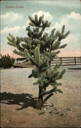 Echino Cactus Cactus & Desert Plants Postcard Postcard
