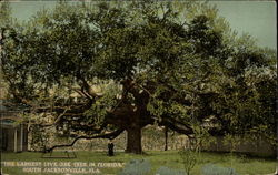 Stock #257126 Thumbnail