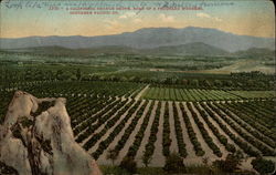 A California Orange Grove, Road of a Thousand Wonders, Southern Pacific Co Postcard