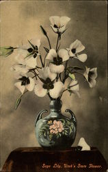 Sego Lily, Utah's State Flower Postcard