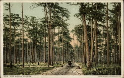 Pine Woods Florida Postcard Postcard