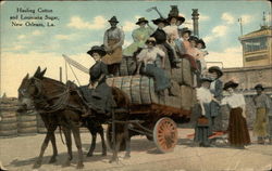 Hauling Cotton and Louisiana Sugar Postcard