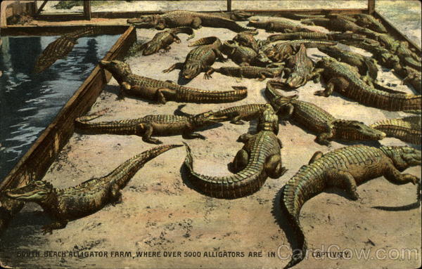 South Beach Alligator Farm St. Augustine Florida Alligators