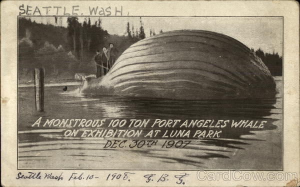A Monstrous 100 Ton Port Angeles Whale on Exhibition at Luna Park Seattle Washington