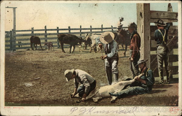 Branding Cattle Cowboy Western