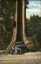 The Big Tree, Stanley Park Vancouver, BC Canada British Columbia Postcard Postcard