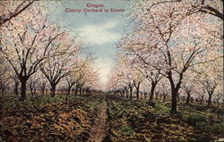 Cherry Orchard in Bloom Oregon Postcard Postcard