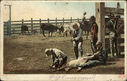 Branding Cattle Postcard