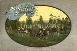 The Juliet, Our Ostrich Farm in South Africa Postcard