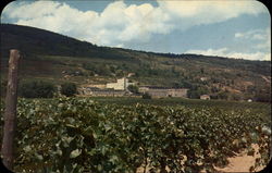 Widmer's Wine Cellar Postcard