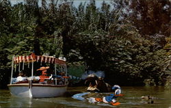 Disneyland - Jungle River Cruise Postcard
