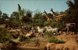African Veldt, Disneyland Postcard