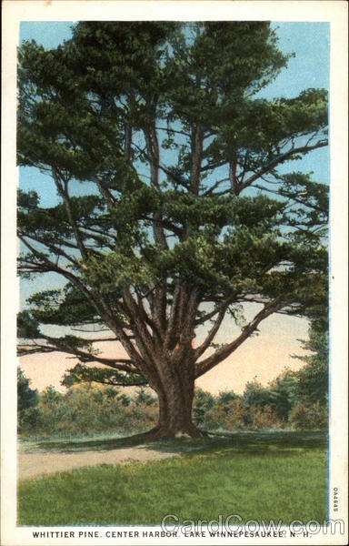 Whittier Pine, Center Harbor Lake Winnipesaukee New Hampshire